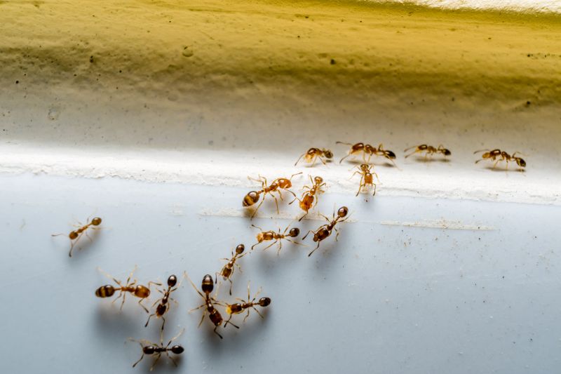 Ants Extermination Service in New Braunfels, TX