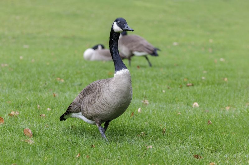 Geese Removal detail