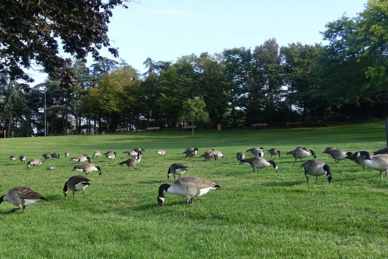 Geese Removal detail