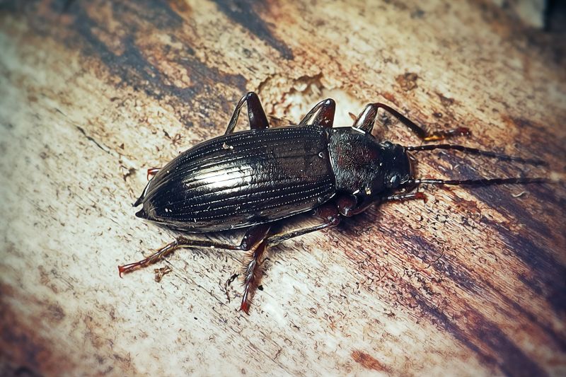 Insect Control Service in Frisco, TX
