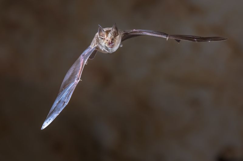 Why Commercial Bird And Bat Control Requires Professional Solutions