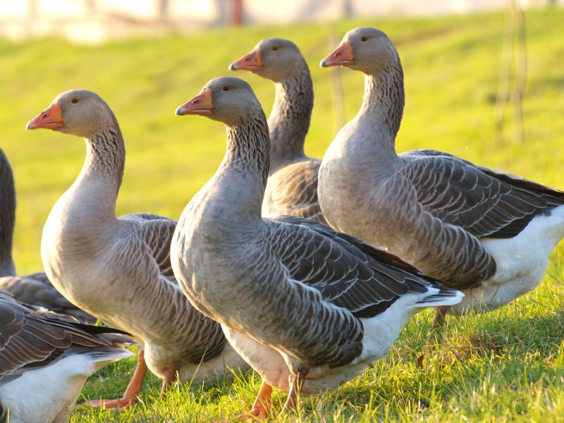 Contact About Geese Removal